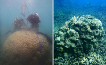 CAPTION: A live Porites colony, left, and a dead Porites sampled in this study.
